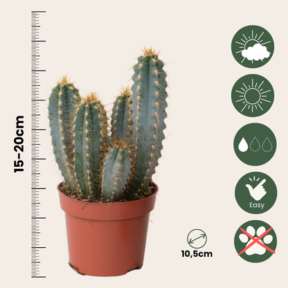 Mezcla De Cactus - Set De 6 - Cactus - Altura 15-20cm - ⌀105cm_2