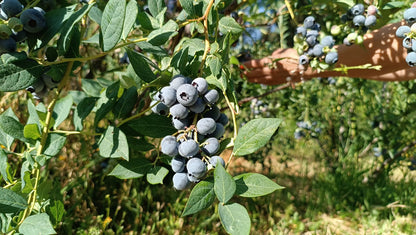 Arándanos Ecológicos | Tarrina De 150 G_1
