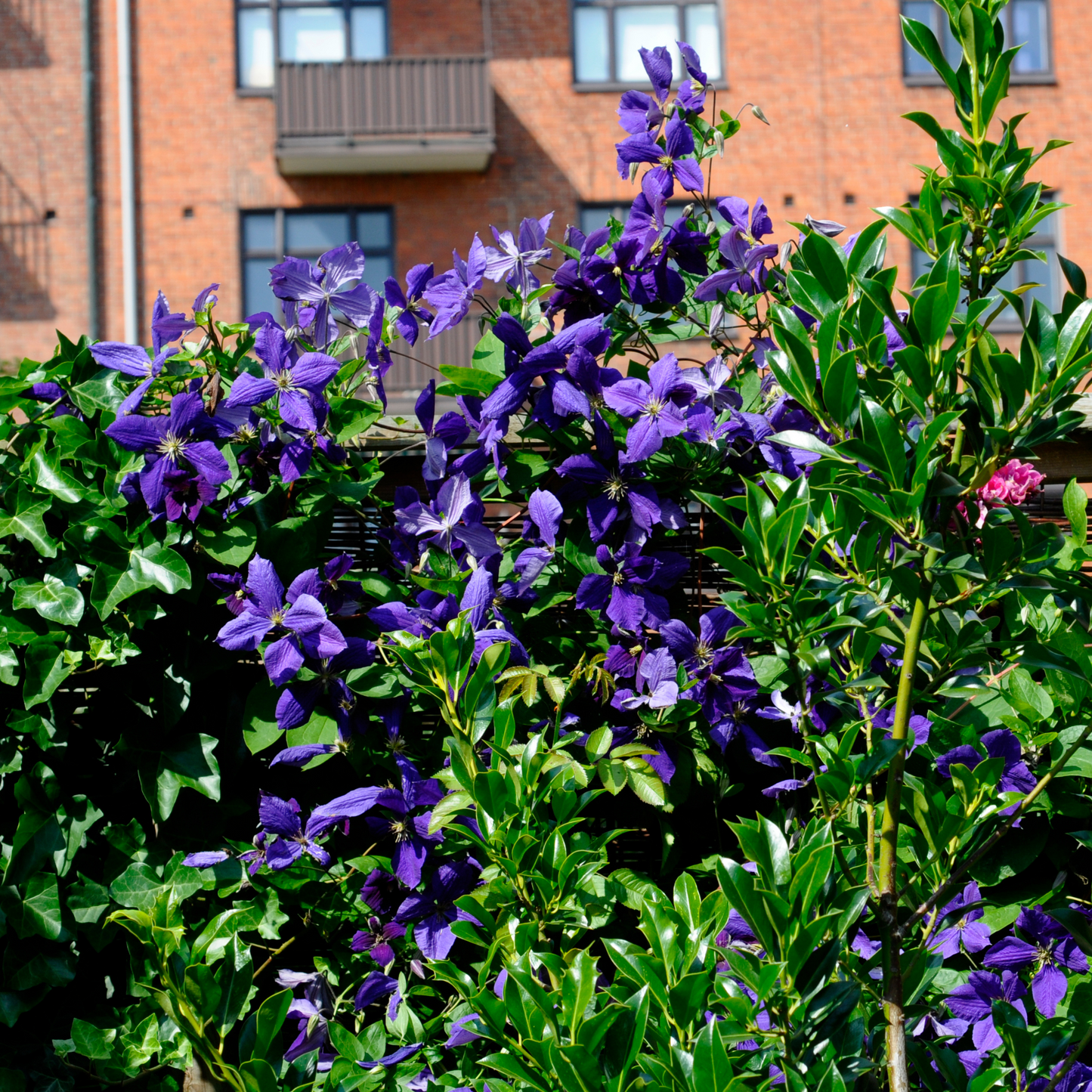 Clemátide - 3 Pzs - Clematis 'the President' - Altura 25-40cm - ⌀9cm