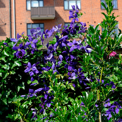 Clemátide - 3 Pzs - Clematis 'the President' - Altura 25-40cm - ⌀9cm