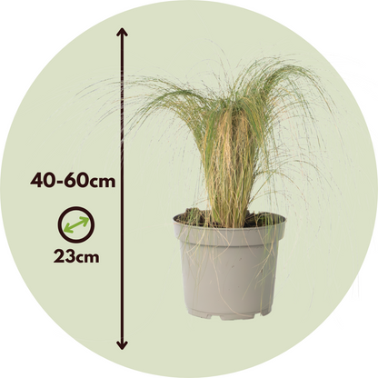 Hierba Plumosa - Pennisetum 'stipa' - Altura 40-60cm - ⌀23cm_2