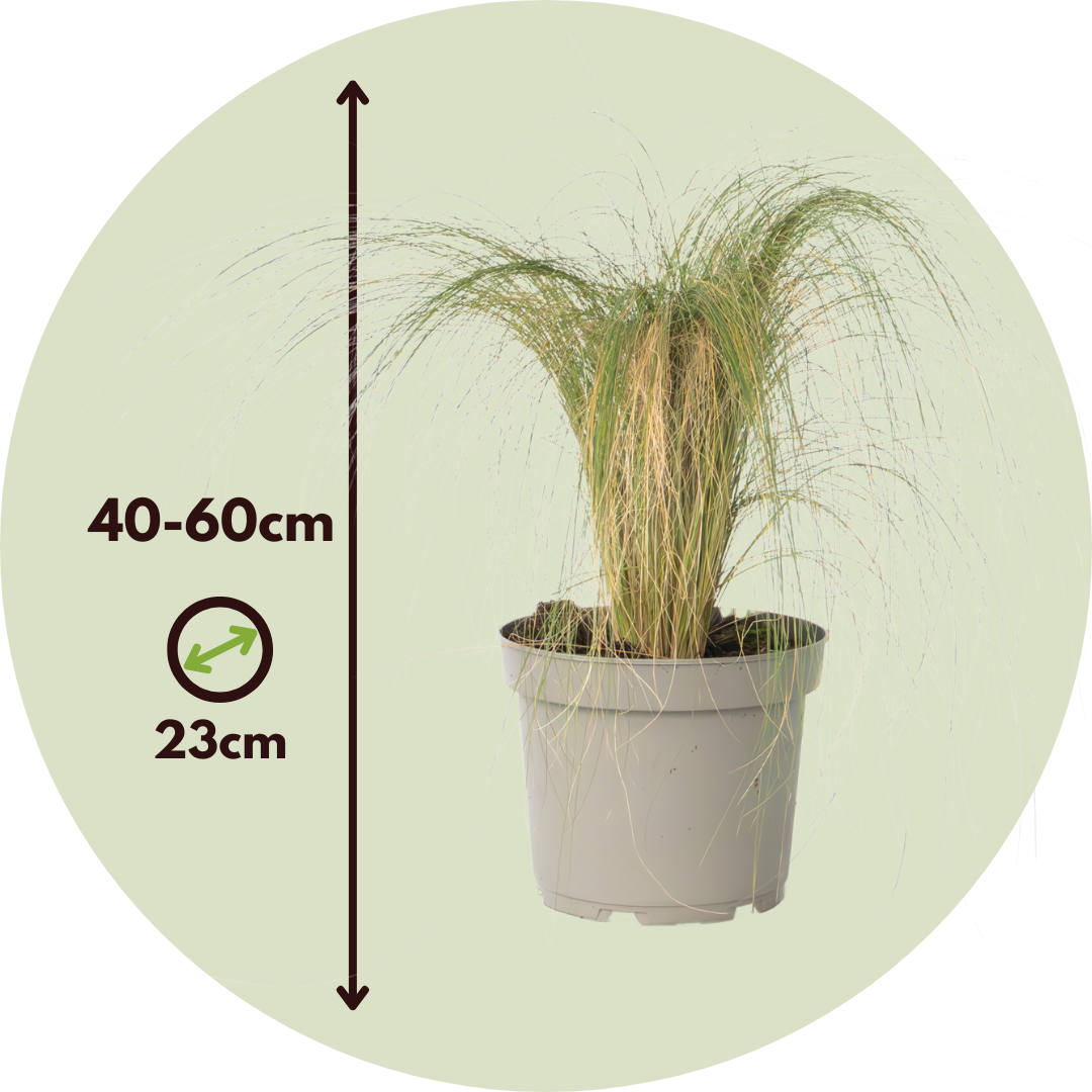Hierba Plumosa - 2 Pzs - Pennisetum 'stipa' - Altura 40-60cm - ⌀23cm_2