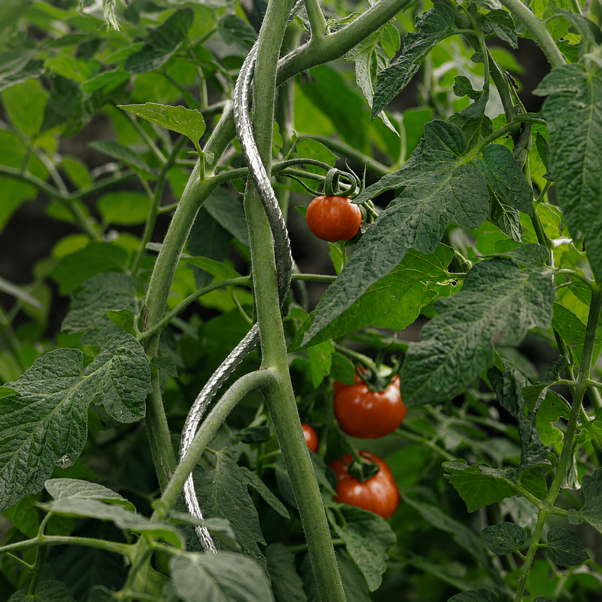 Tutor Tomate Spiral 1,80 M Nortene_3