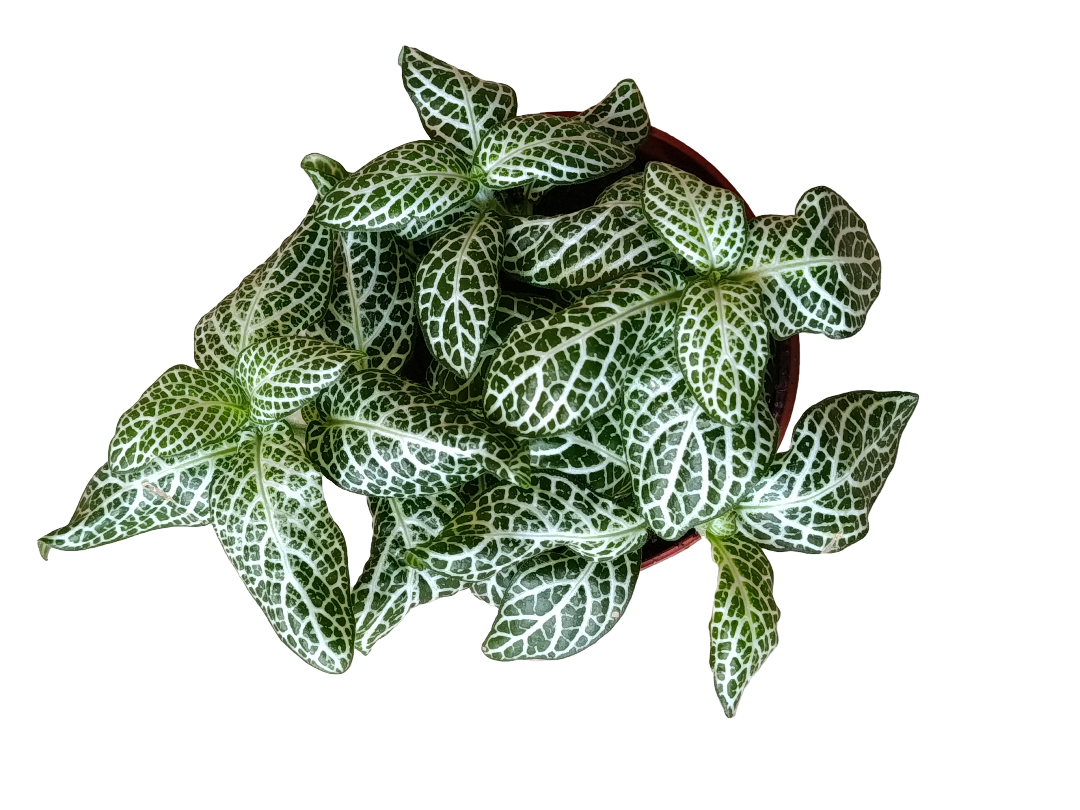 1 Planta Surtida Fittonia De Colores Ø8_1