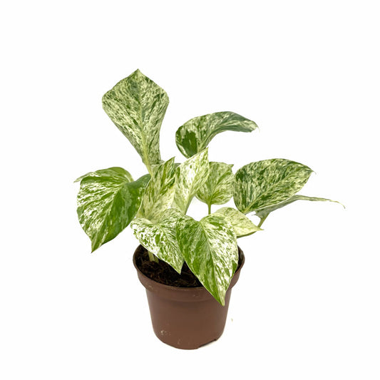 Epipremnum Aureum ‘marble Queen’ Poto Blanco M11 cm Ø_0