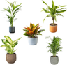 Pack 5 Plantas Naturales De Interior : Croton + Dieffenbachia + Palmera Areca + Dracaena Lemon Lime + Chamadorea Ø12 Cm