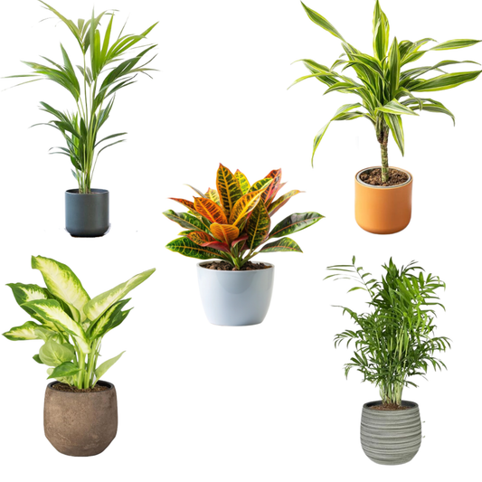 Pack 5 Plantas Naturales De Interior : Croton + Dieffenbachia + Palmera Areca + Dracaena Lemon Lime + Chamadorea Ø12 Cm_0