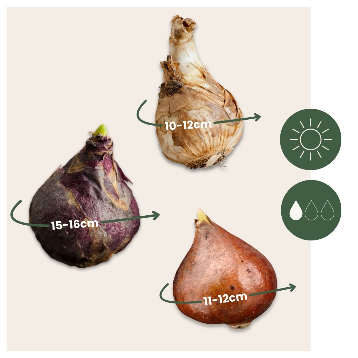 Mezcla De Bulbos De Flor - 25 Pzs - Narcissus Tulipa Hyacinthus_2