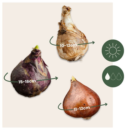 Mezcla De Bulbos De Flor - 25 Pzs - Narcissus Tulipa Hyacinthus_2