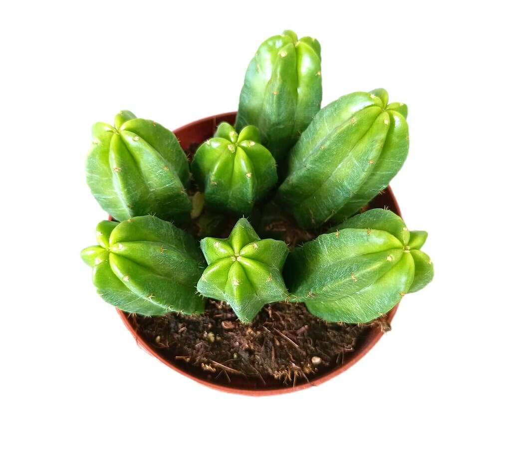 Echinocereus Morricallii M13_1