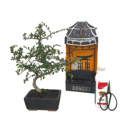 Pack Iniciación Bonsai Zelkova 6 Años Incluye Tijeras Y Abono_0
