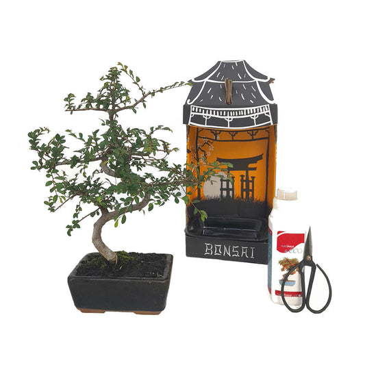 Pack Iniciación Bonsai Zelkova 6 Años Incluye Tijeras Y Abono_0