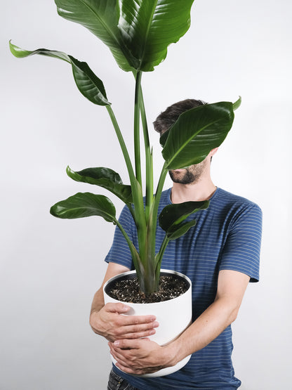 Strelitzia O Ave Del Paraíso | Altura  100cm - Maceta 19cm