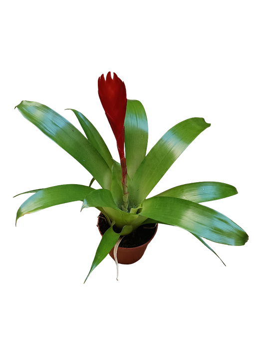 Vriesea Christianae Mini Flor Roja Planta Bromelia Ø5 Cm_0