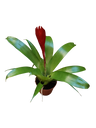 Vriesea Christianae Mini Flor Roja Planta Bromelia Ø5 Cm