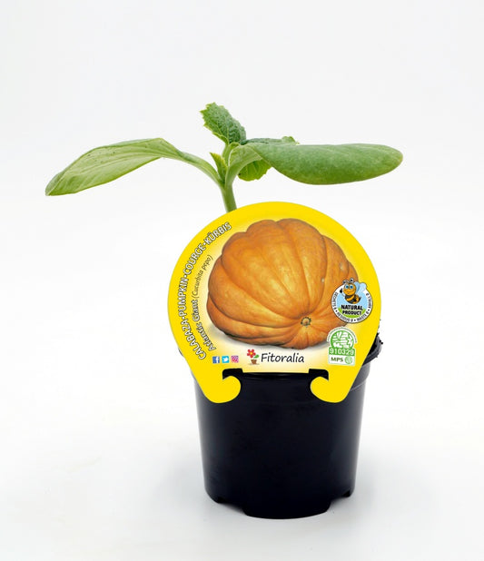 Plantón calabaza Atlantic Giant en maceta 10,5 cm. natural_0