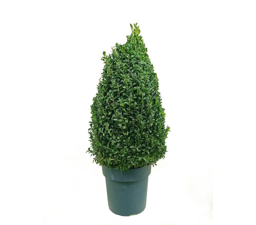 Buxus Sempervirens Pirámide M27 60cm_0