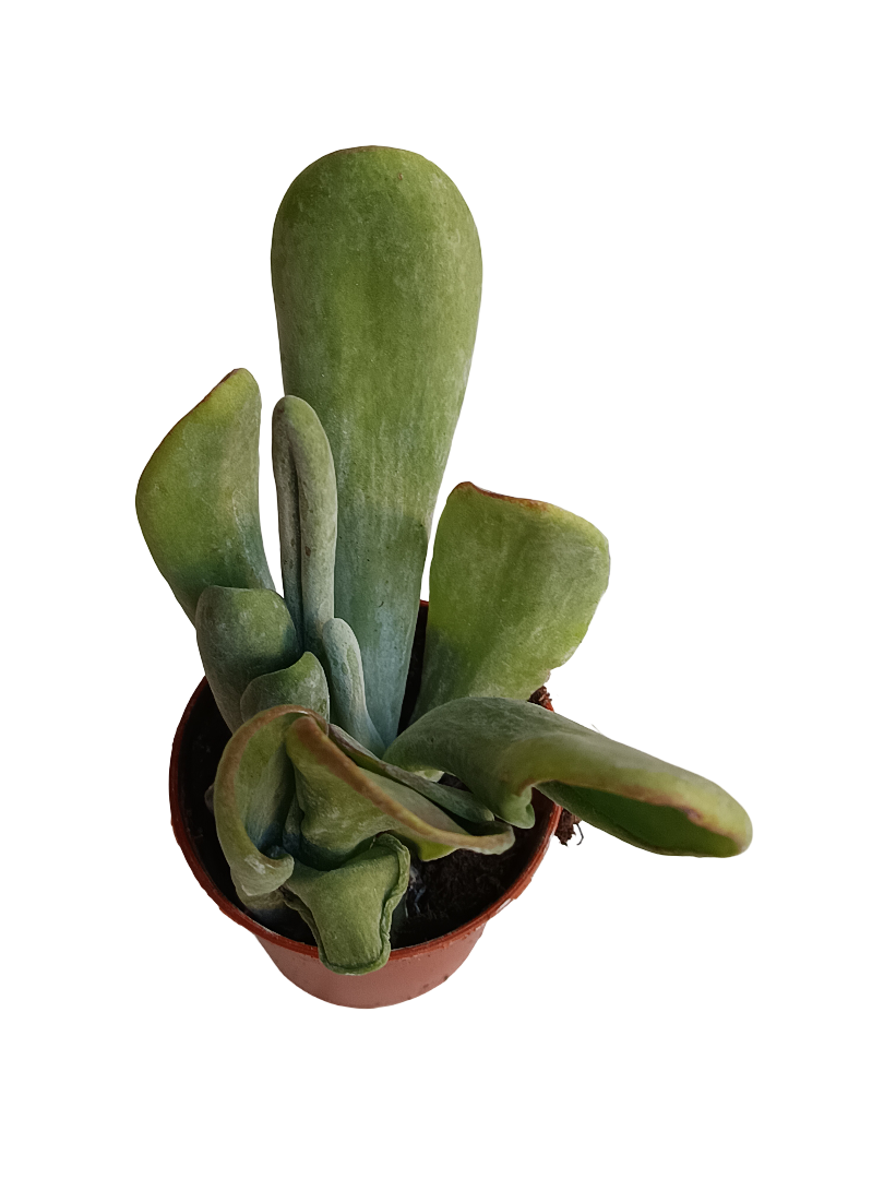 Kalanchoe Oricula Planta Suculenta Ø5