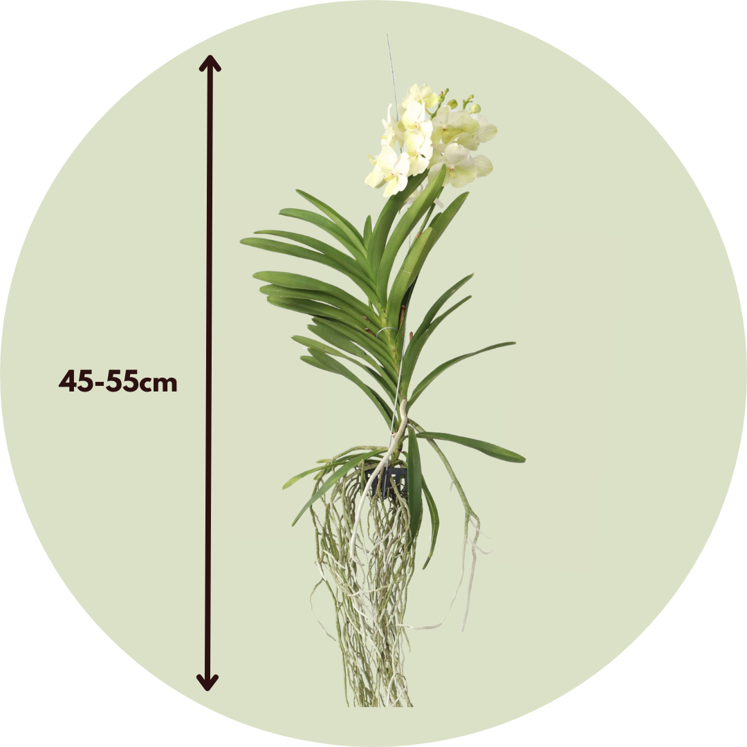 Orquídea Vanda - Vanda 'tayanee White' - Altura 45-55cm_2