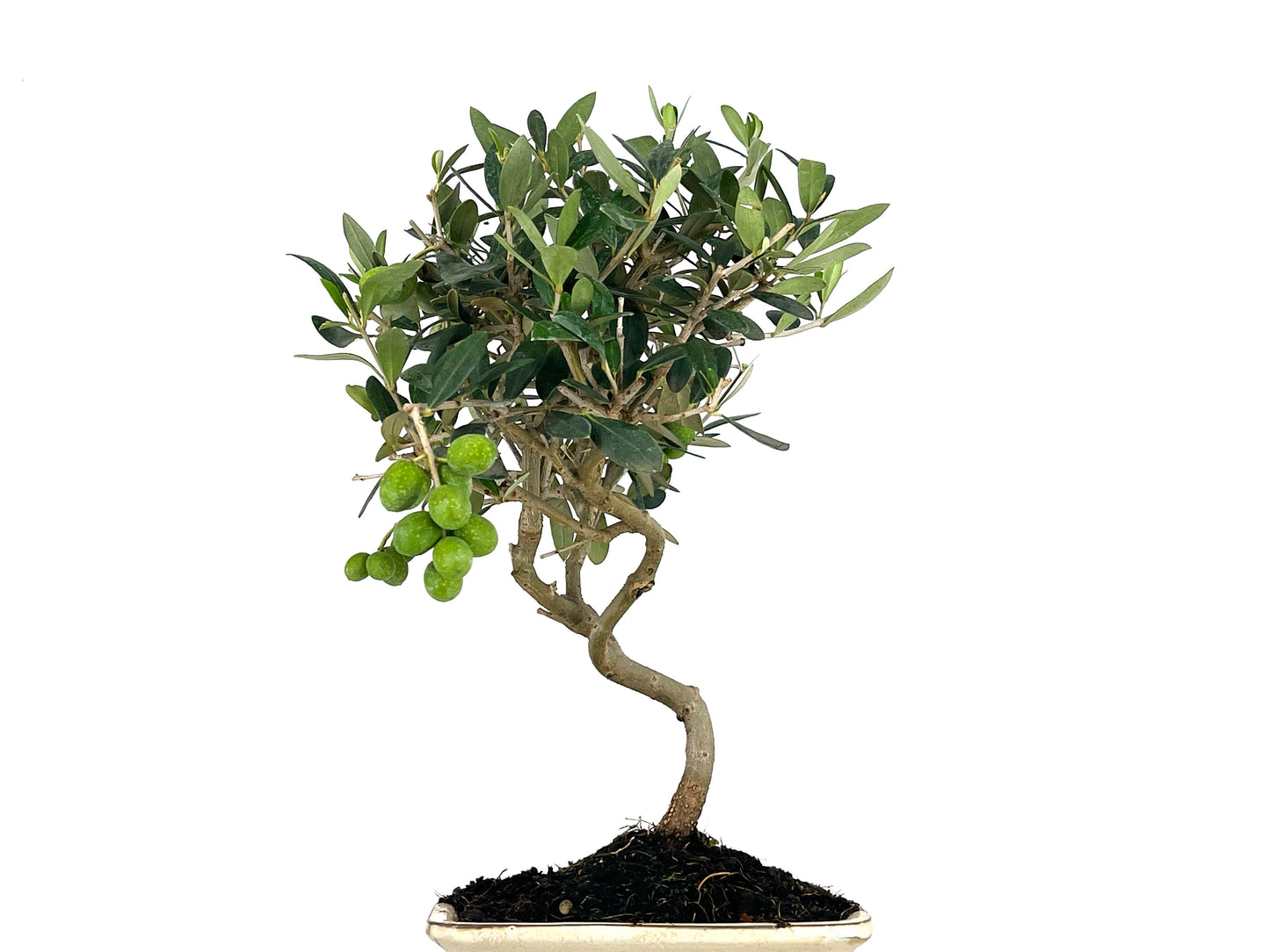 Bonsái Olea Europea – Olivo 8 Años