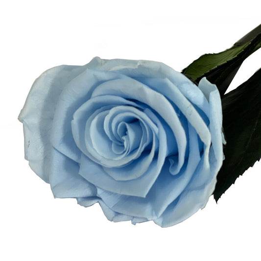 Mundo Eterno Rosa Preservada Azul Claro 35cm_0