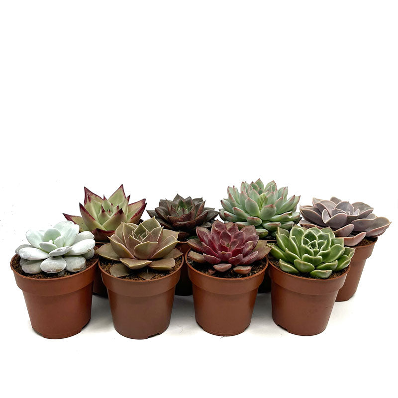 Colección 8 Echeverias Cactus Y Suculentas M8,5 cm Ø_1