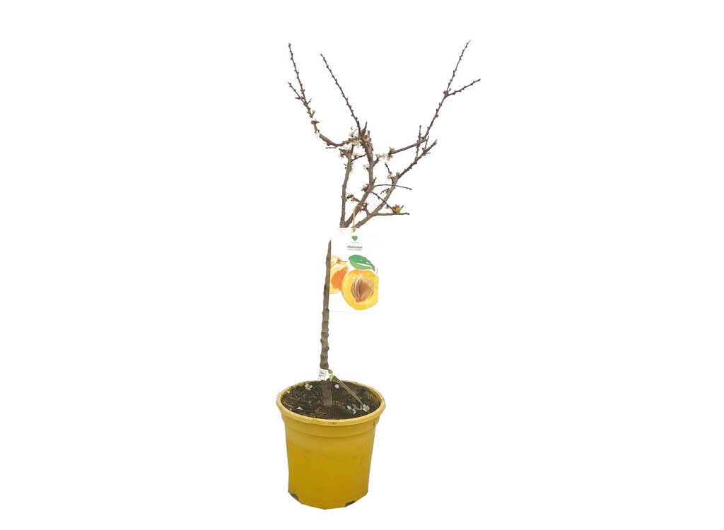 Albaricoquero Enano M26 80cm (prunus Armeniaca)_0