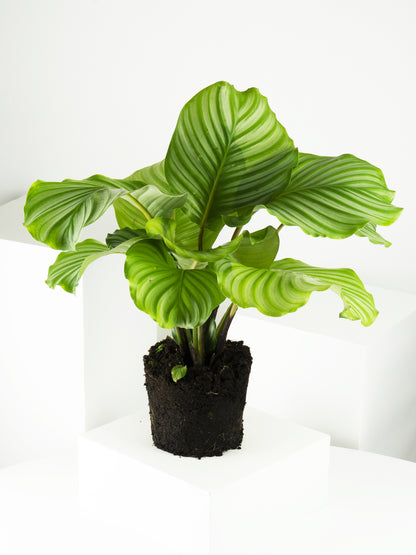 Calathea Orbifolia | Altura 45cm - Diámetro 14cm