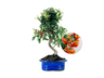 Bonsái Pyracantha – Espino De Fuego 8 Años