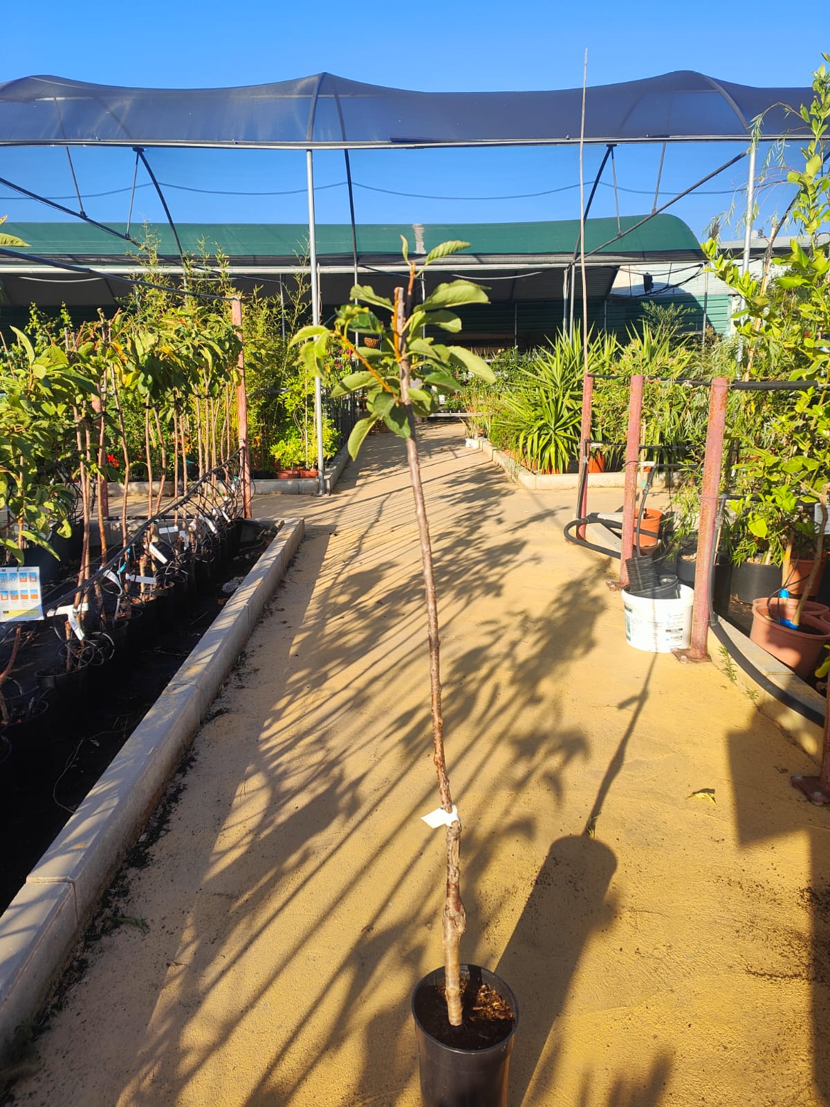 Cerezo Picota Maceta