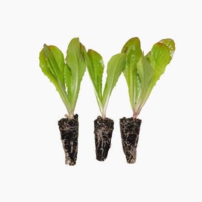 Plantón Lechuga Romana - PlantaBo