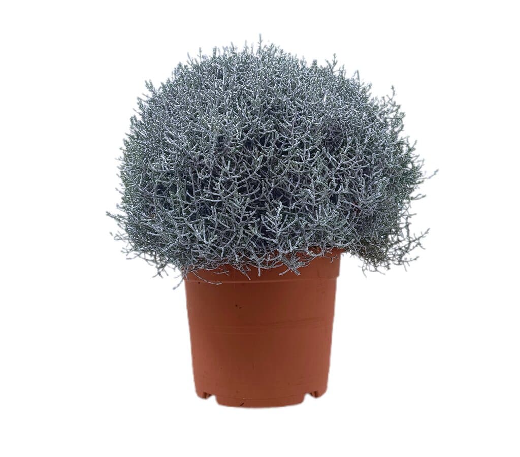 Calocephalus Brownii M22 40cm_0
