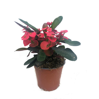 Euphorbia Millii M13 (corona De Cristo)_2