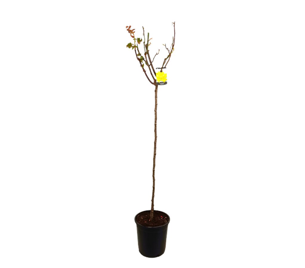 Rosal De Copa Chrysler Imperial M25 140-160cm_0