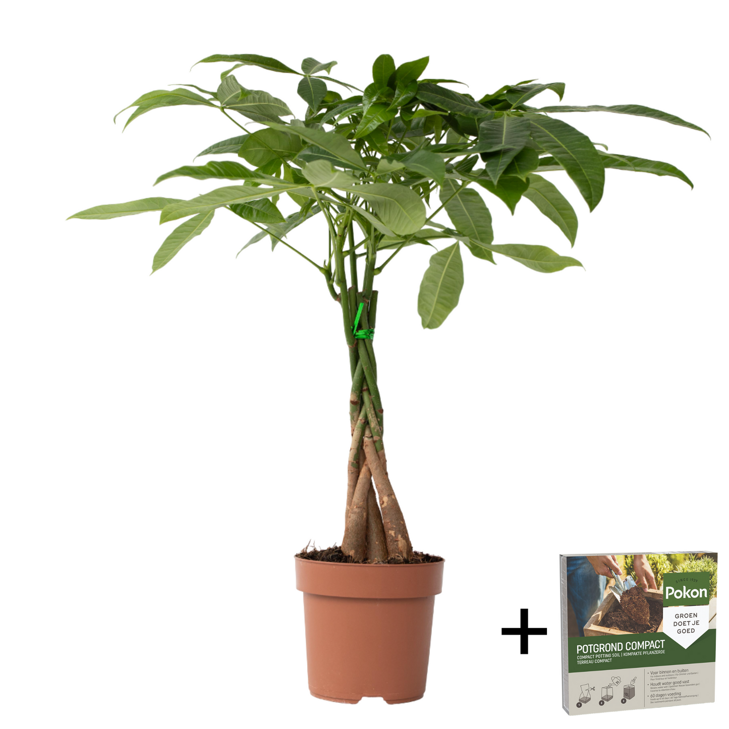 Árbol Del Dinero - Pachira Aquatica - Altura 60-70cm - ⌀17cm