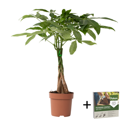 Árbol Del Dinero - Pachira Aquatica - Altura 60-70cm - ⌀17cm