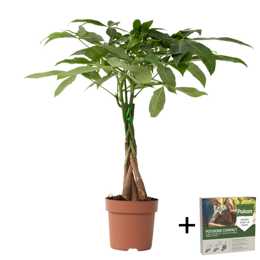 Árbol Del Dinero - Pachira Aquatica - Altura 60-70cm - ⌀17cm