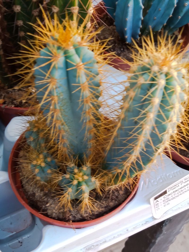 Planta Cactus Pilosocereus Azureocereus Ø8 Cm_0