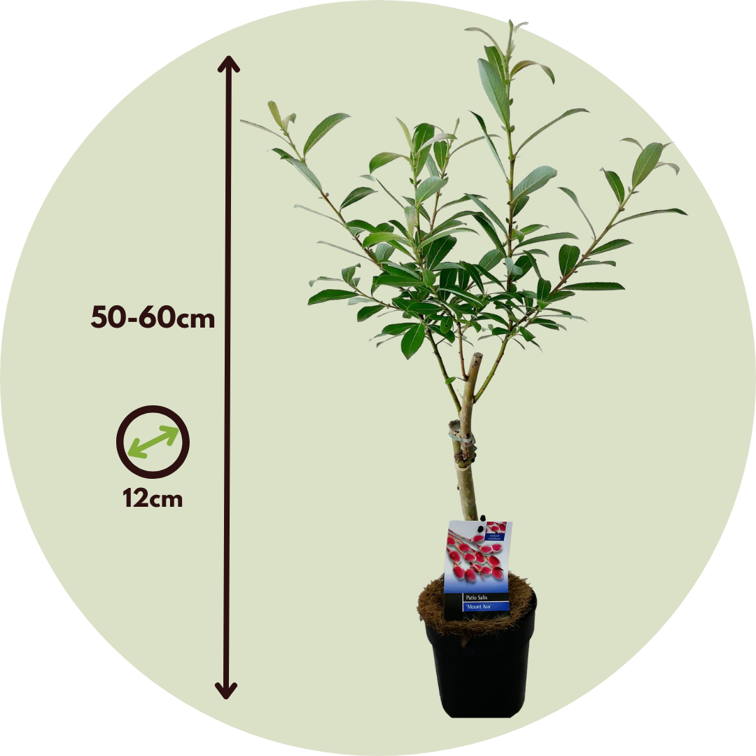 Sauce Arbustivo - 2 Pzs - Salix Gracilistyla 'mount Aso' - A50-60cm - ⌀12cm_2