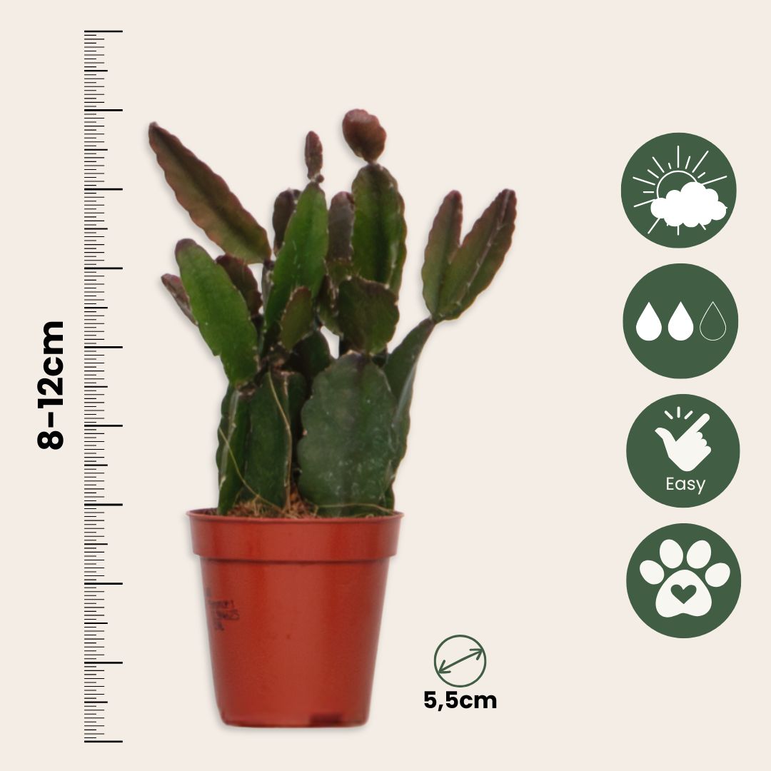 Mezcla De Cactus Coral - Rhipsalis - Pack De 12 - Altura 8-12 Cm - Maceta 5.5 Cm_2