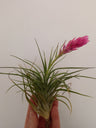 Oferta Tillandsia Cotton Candy Clavel Del Aire SIN FLOR