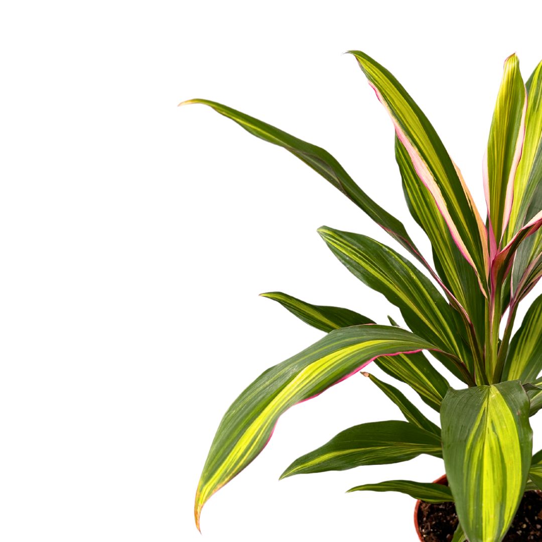 Cordyline Kiwi Planta De Interior Muy Decorativa_0