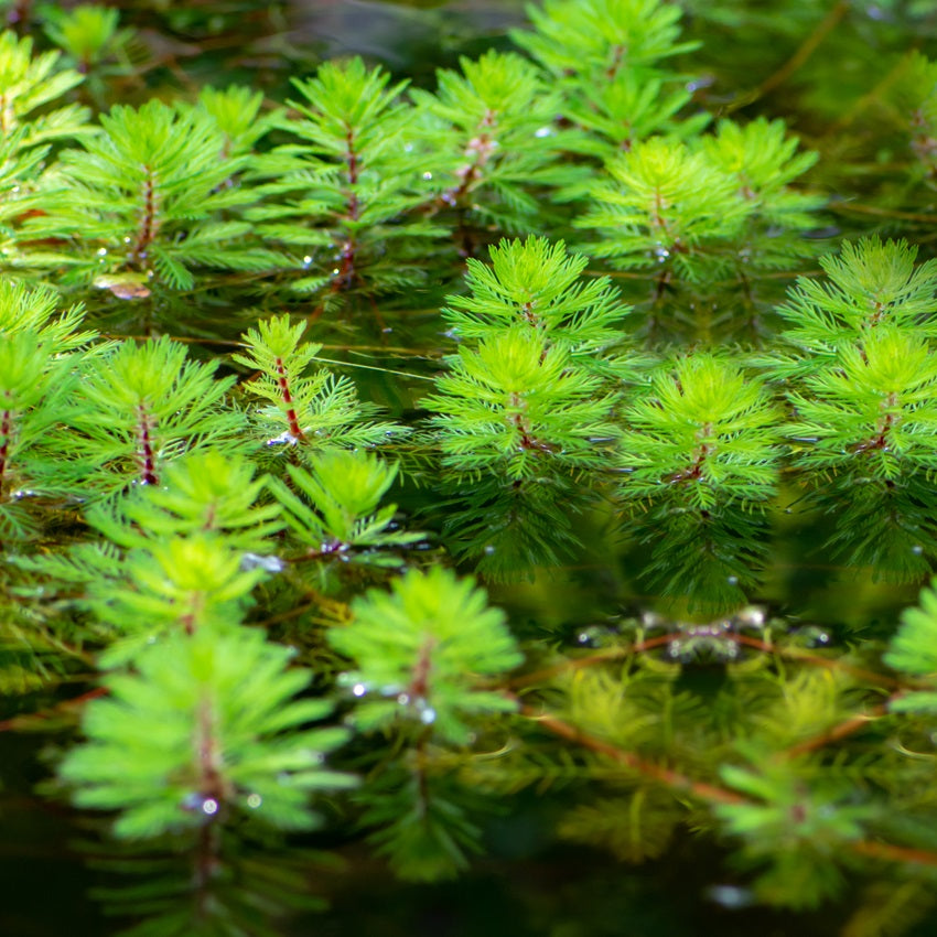 Milhojas Myriophyllum Brasiliensis Estanque - Set 4 Plantas Con Cesta Y Sustrato_1