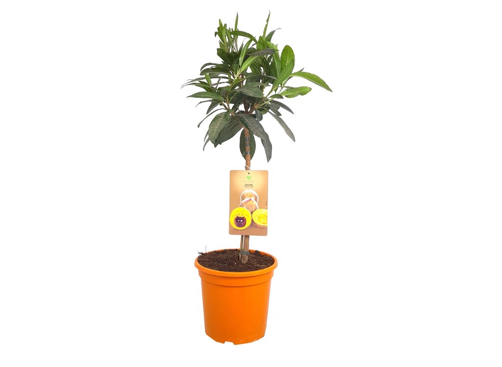 Pouteria Lucuma M26 100-120cm_0