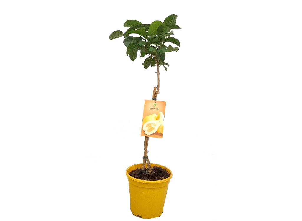 Guayaba Limón M23 100-120cm_0