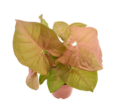 Syngonium Podophyllum Red M12 25cm_0
