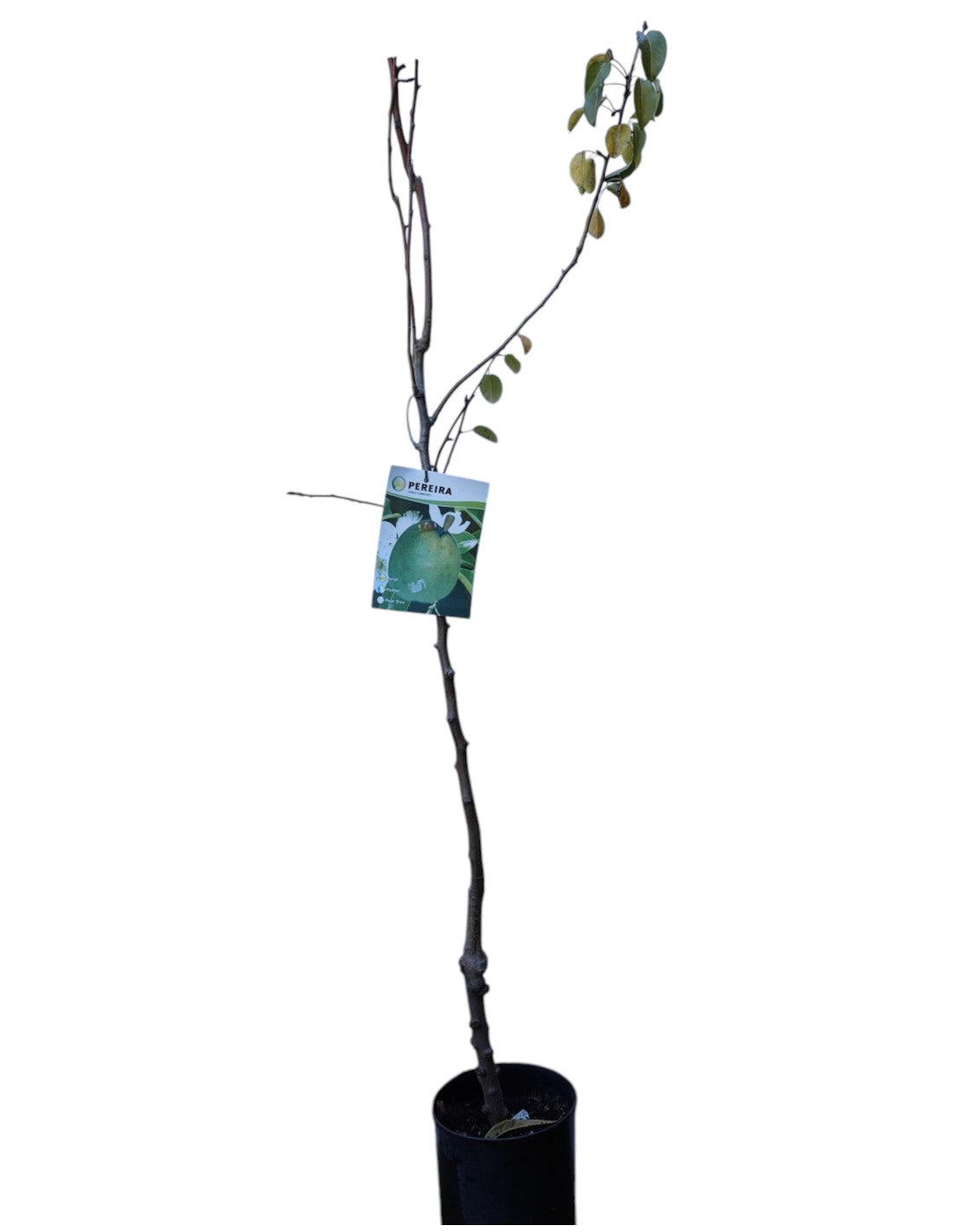 Frutal Peral Rocha Maceta 140 Cm_0