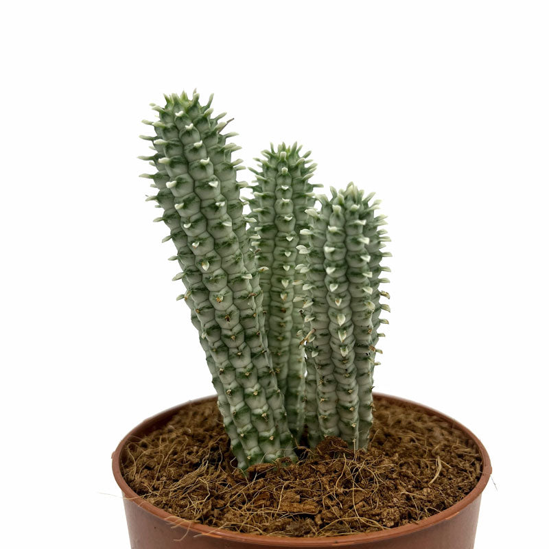 Euphorbia Mammillaris Variegata Cactus Y Suculentas M8,5 Ø