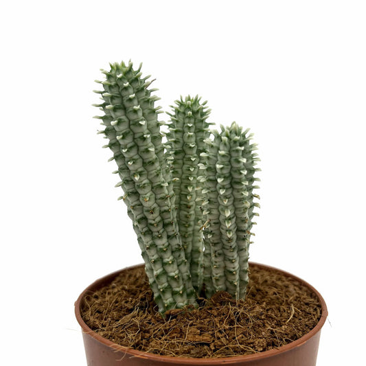 Euphorbia Mammillaris Variegata Cactus Y Suculentas M8,5 cm Ø_0