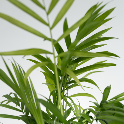 Plantas De Interior En Cesta Decorativa - Set De 4 - Altura 25-40cm - ⌀12cm_3